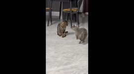 Cat Fight Stopped Just in Time