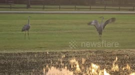 Sandhill cranes dancing in muddy puddles in De Leon Springs, Florida, USA