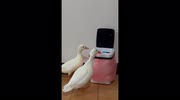 temp
