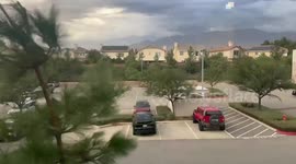 Super windy morning with dancing trees in California, USA