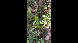 Man delighted after small plant appears to 'wave' back at him