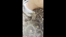 Redfoot tortoise mistaken owner's leg for lettuce in viral breakfast chase