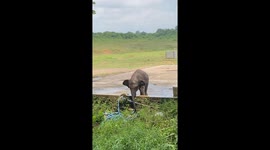 Thirsty baby elephant picks up hose to give himself a drink of water