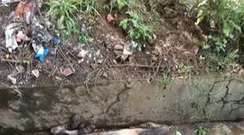 Cow trapped in drain is rescued using a JCB in India