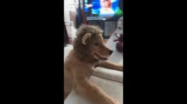 Lion King or Golden Retriever