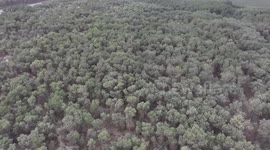 China: Smart irrigation in Xinjiang merges flood control, forest regeneration for Euphrates poplar trees