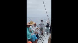 Barn Owl Rests on Sea-Goer's Straw Hat