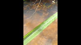Spider dives underwater to hide in Minas Gerais, Brazil