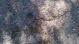 Rare Sighting: Snake Caught on Camera in Hochplatte