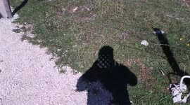 Unexpected Encounter with Cows in Hochplatte