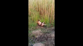 python wraps around deer