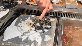 Crab Boiled Itself