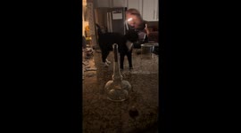 Bourbon vapor fire trick surprises cat in Las Vegas, Nevada, USA