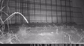 Tiny Mouse Caught on Trail Camera