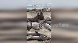 Massive Elephant Seals Engage In Fierce Territorial Battle At Piedras Blancas