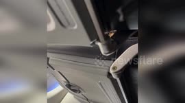 US: Passenger Explodes At Flight Attendant In Shocking Pre-Flight Confrontation