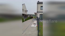 Poland: Wild Bison Runs Loose Through Polish Village, Feasts On Gardens