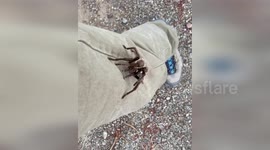 Tarantula crawls up park ranger's leg in California