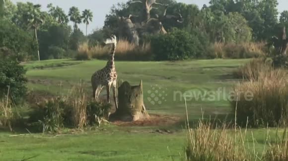 A Wildlife Spectacle: Witness a Safari Overflowing with Animals Basking in the Sun