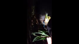 Lost dog rescued after coordinated search in Dillsburg, Pennsylvania