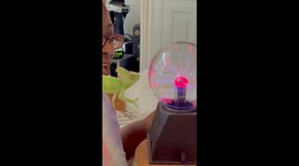 My Veiled Chameleon Anubis Learning to Touch the Plasma Globe