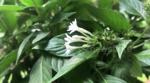 Buzzing Beauties: Intimate Moments with Bees Pollinating Flowers