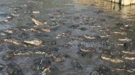 Alligator Feeding Frenzy: Witness Nature's Raw Power!