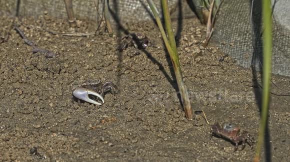 A small crab scuttles across the sandy shoreline