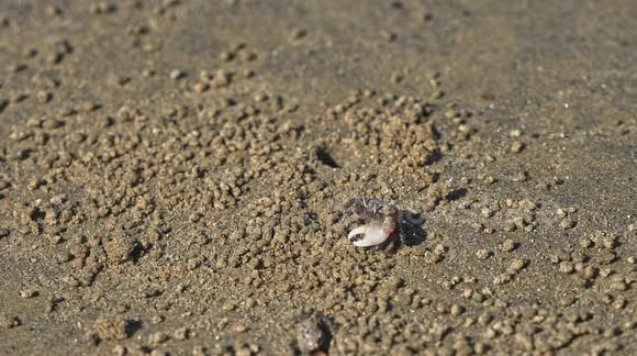 Watch as little crab uses its specialized claw, or chela on beach.