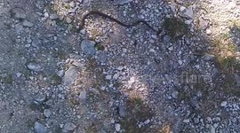 Snake Moves Across the Ground