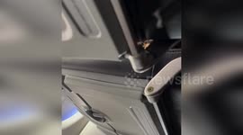 Passenger argues with air hostess on flight to Dallas