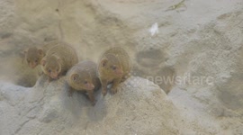 Curious dwarf mongoose pups explore new enclosure at Vienna Zoo
