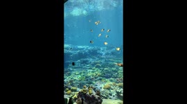 Flamboyance of flamingoes startle tourists as they strut through building