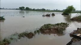 Pakistan: Flood Havoc in Vanike Tarar Hafizabad: Crops and Roads Destroyed