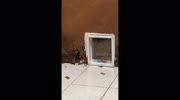 temp