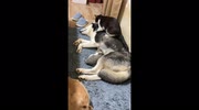 temp