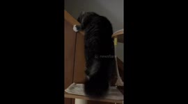 Playful cat ignores warning and slides down in Indianapolis