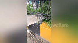 Cow Rescued from Divider in Shahdol, Madhya Pradesh by Animal Welfare Group