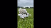 temp