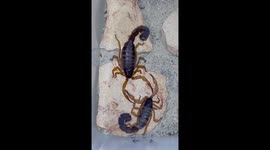 Scorpion Romance: Capturing the Elaborate Mating Dance of a Desert Couple