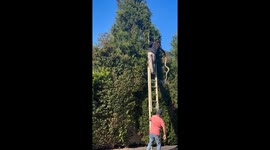 Ladder, dad, and a diamond python: Bronte’s snake catch goes viral with 30K views