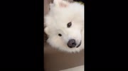 temp
