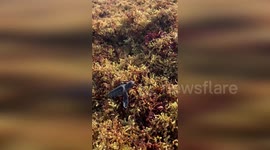 US: Seaweed Siege Threatens Florida Sea Turtle Hatchlings’ Race For Survival