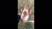 temp