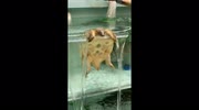 temp