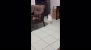temp
