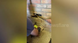 Video captures fox being rescued after being trapped in gap between two garages