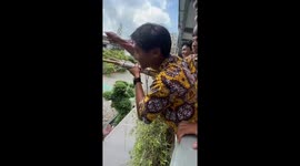 Schoolboys used makeshift fruit picker to harvest mangoes