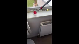 Spider Catcher Demo Sparks Millions of Views on TikTok