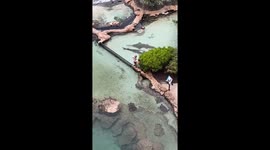 Boys encounter sawfish up close at marine park in Bahamas